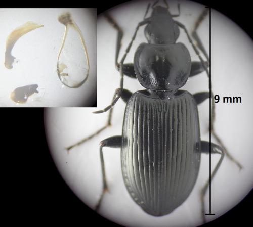 Réf. 200 403 : Agonum sp.